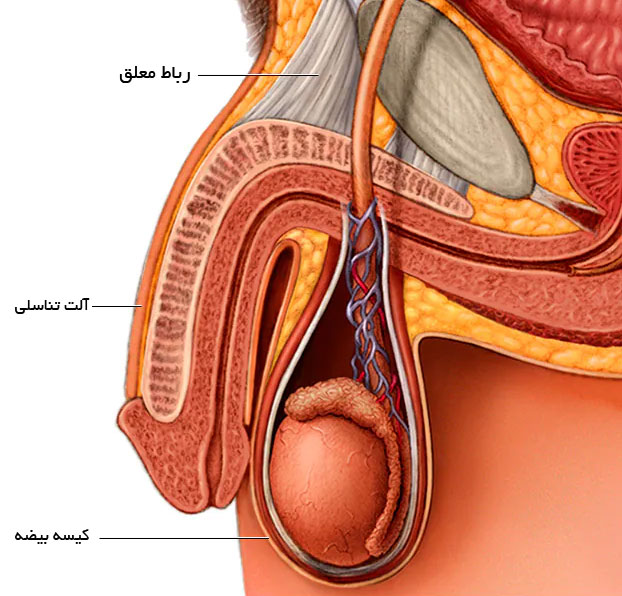 بریدن رباط تعلیق