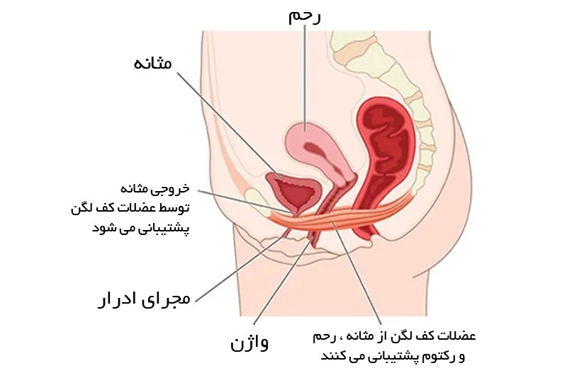 علت بی اختیاری بارداری