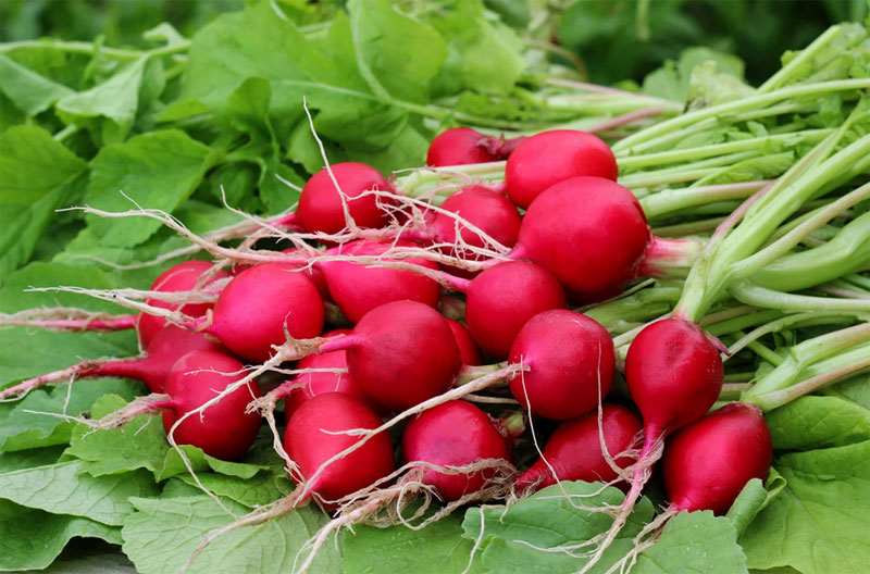 رژیم کلیوی