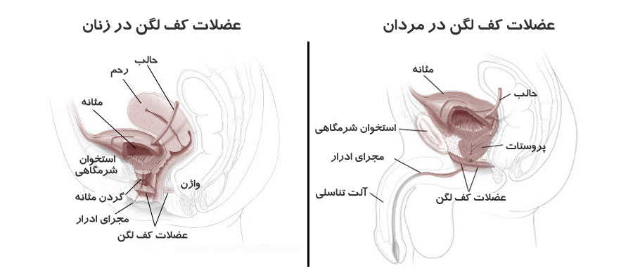 عضلات کف لگن